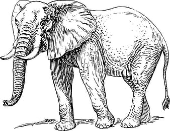 Elephant svg vector